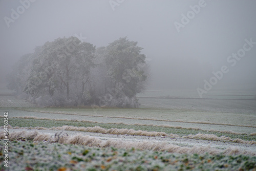 Wallpaper Mural Winter foggy landscape. Fields and trees Torontodigital.ca