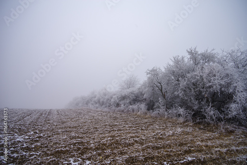Wallpaper Mural Winter foggy landscape. Fields and trees Torontodigital.ca