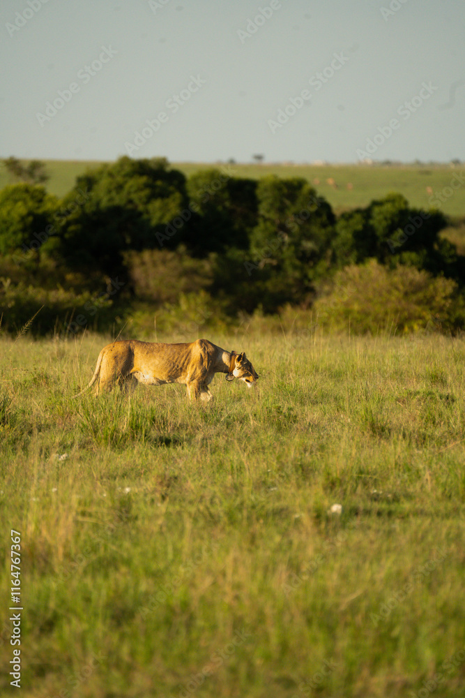 Female lion stalking prey in Maasai Mara National Park, Kenya Female lion stalking prey in Maasai Mara National Park, Kenya