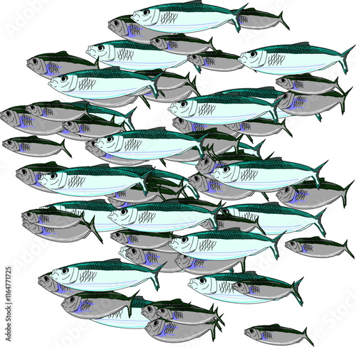 A school of mixed Pilchards or baitfish 