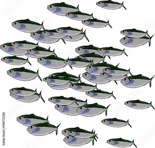 A school of Pilchards 