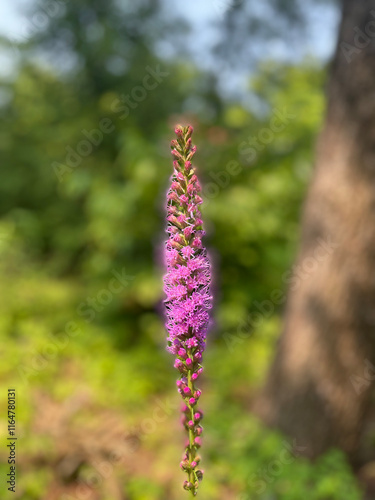 tall purple flower blooming outside