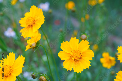 Coreopsis lanceolata, Lanceleaf Tickseed or Maiden eye on meadow, field blooming in summer. Nature, plant, floral background. Yellow flower lance leaved Coreopsis in bloom, close up, macro photo