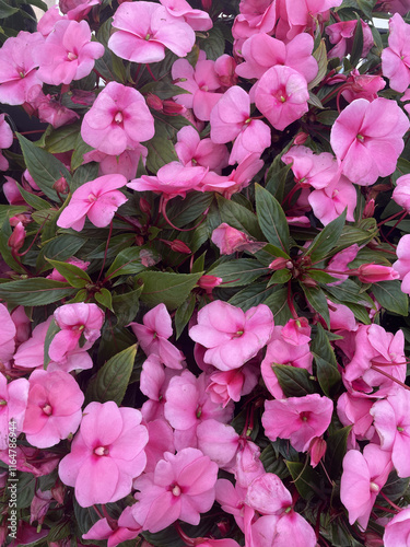 pink hydrangea flowers