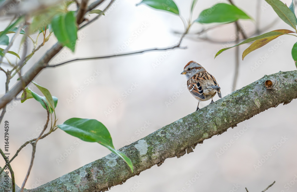 American tree sparrow perched on a tree branch with bright green leaves. American tree sparrow perched on a tree branch with bright green leaves.