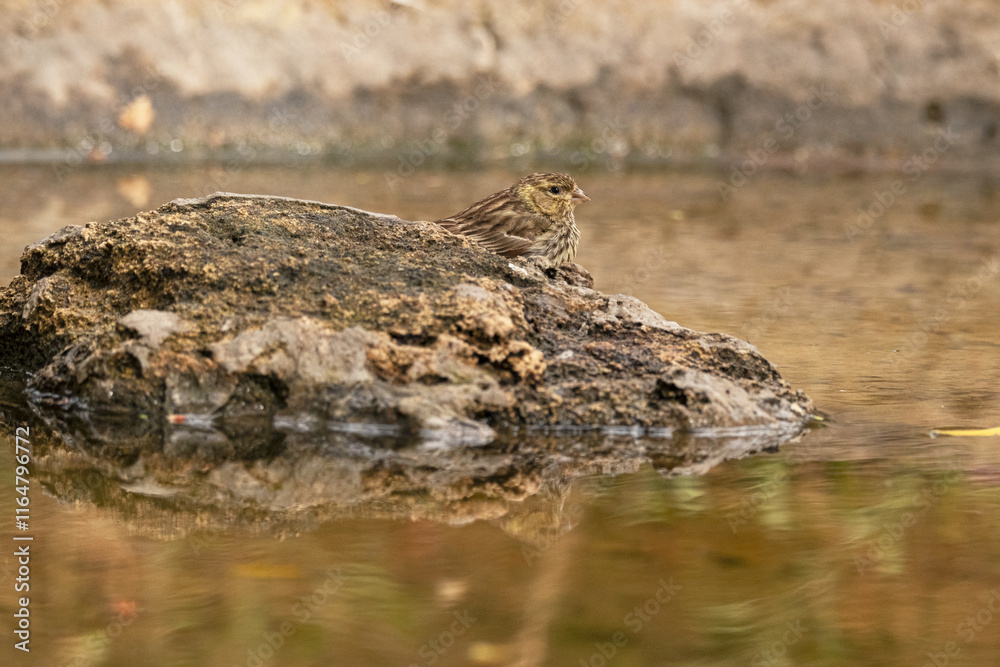 Verdecillo o serín verdecillo (Serinus serinus) en la piedra Verdecillo o serín verdecillo (Serinus serinus) en la piedra