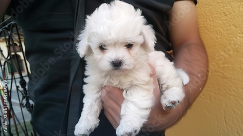 Adorable Bichon with its fluffy white coat standing gracefully, showing its cute little eyes and a friendly expression on its face. Its soft fur seems so smooth as it wags its tail slightly photo