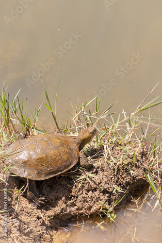 Una tortuga tomando el sol a la orilla de la charca photo