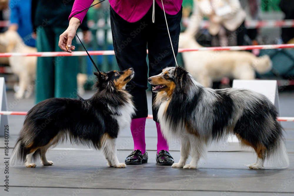 Shetland Sheepdog and Shetland Sheepdog at the Dog Show