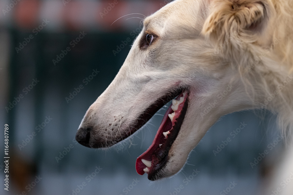 Russian Borzoi Dog
