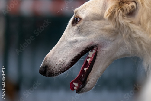 Obraz na płótnie Russian Borzoi Dog w salonie