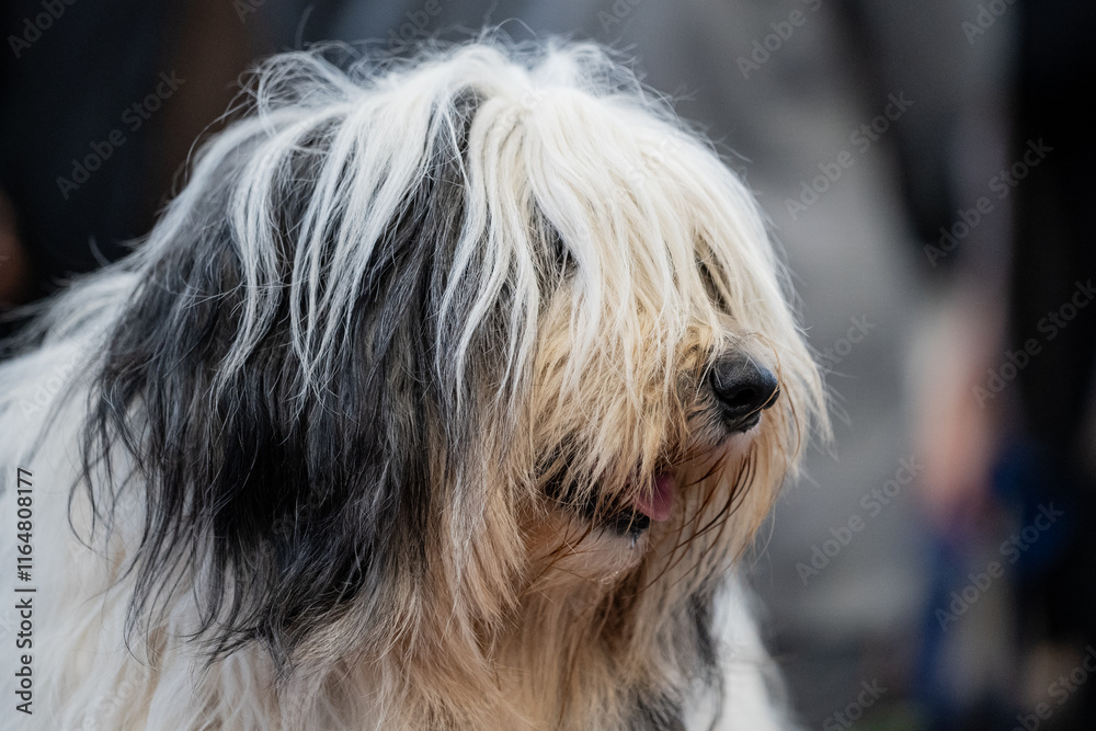 Polish Lowland Sheepdog