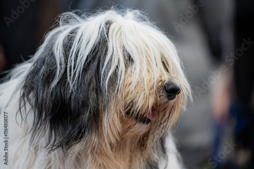 Obraz na płótnie Polish Lowland Sheepdog w salonie