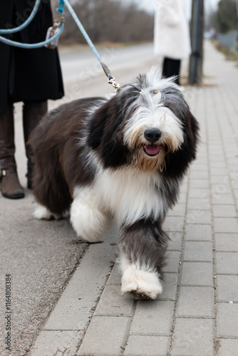 Obraz na płótnie Bearded Collie on the street w salonie