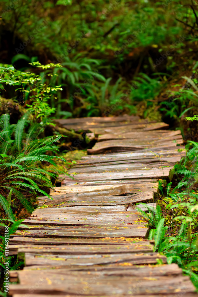 Old wooden boardwalk in dense green foliage of rainforest among trees, ferns, bushes and mosses. Big tree trail, Vancouver island, British Columbia, Canada. Old wooden boardwalk in dense green foliage of rainforest among trees, ferns, bushes and mosses. Big tree trail, Vancouver island, British Columbia, Canada.