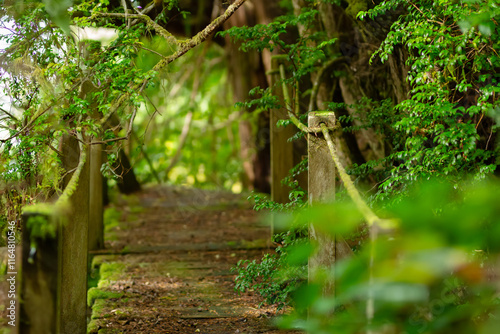 Old wooden boardwalk in dense green foliage of rainforest among trees, ferns, bushes and mosses. Big tree trail, Vancouver island, British Columbia, Canada. photo