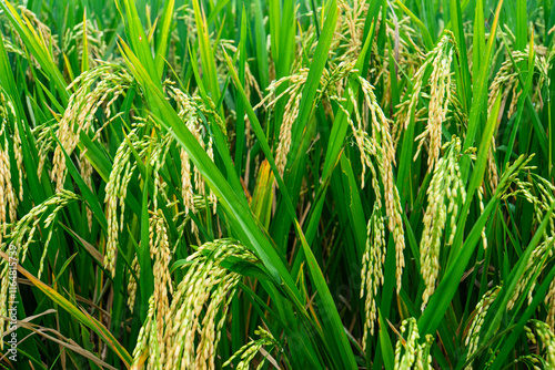 Ripe rice in Ricefields. Ready to harvest