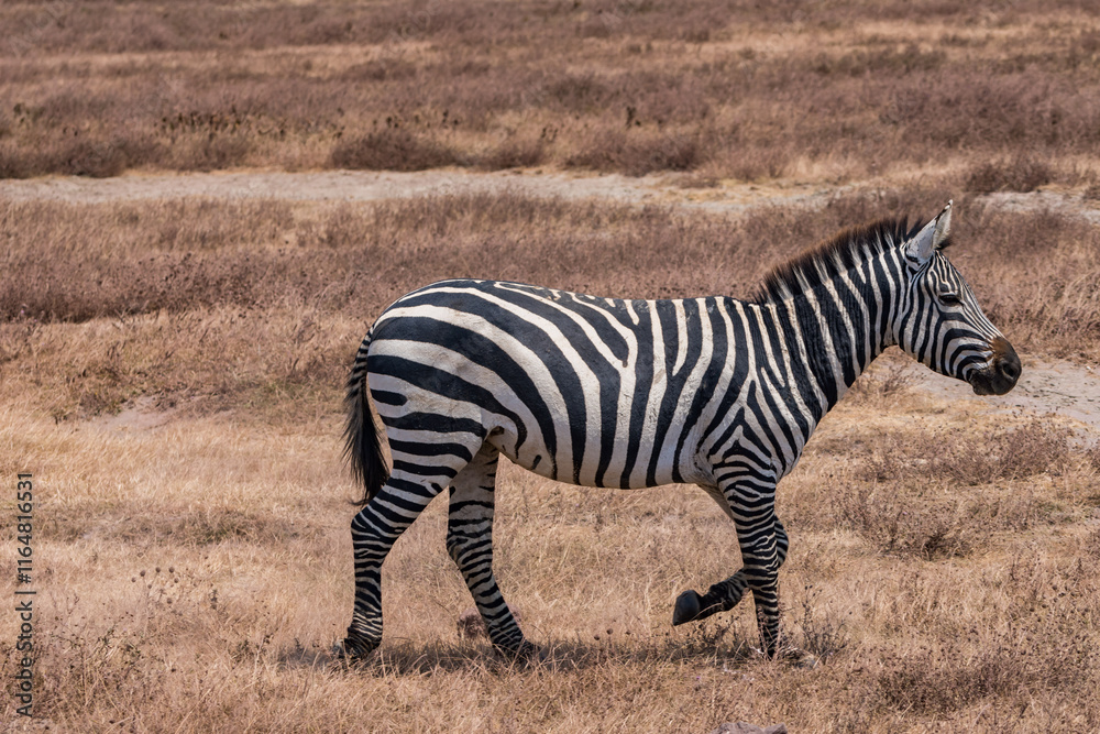 Naklejka premium タンザニアのンゴロンゴロ保全地域のシマウマ