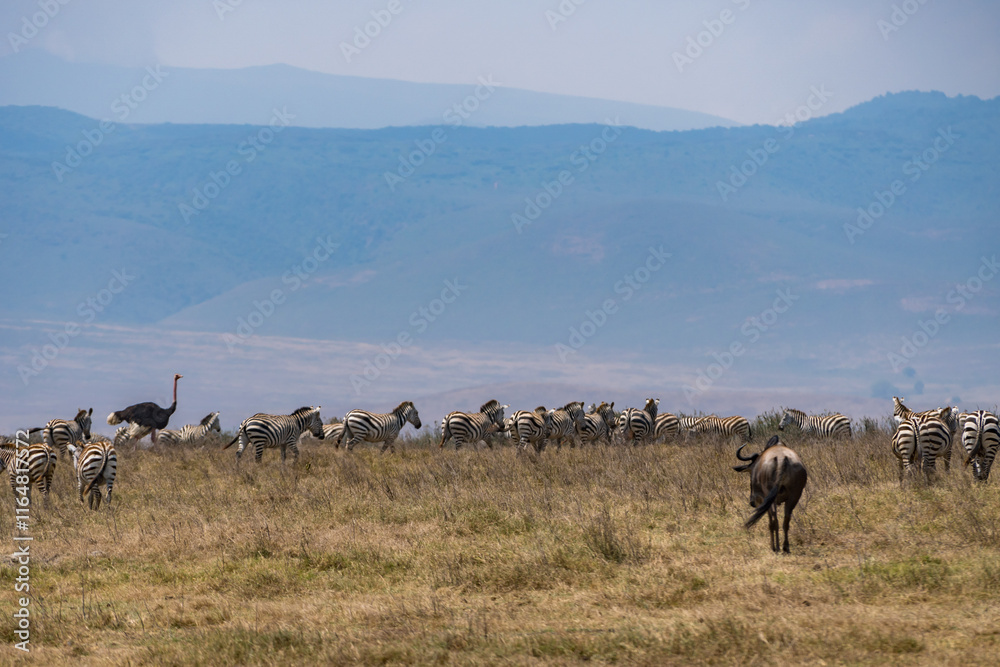 タンザニアのンゴロンゴロ保全地域のヌー