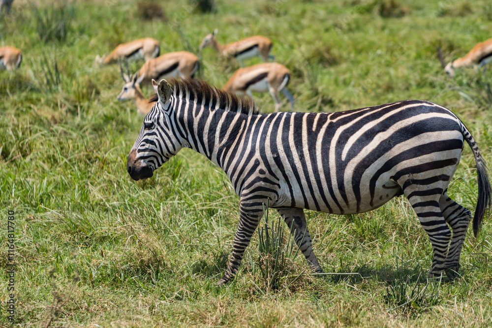 Naklejka premium タンザニアのンゴロンゴロ保全地域のシマウマ