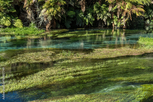 Waihou River. Blue Springs  Putararu,  which supplies around 70 per cent of New Zealand's bottled water. The weed is under water showing just how clear and clean the water is photo