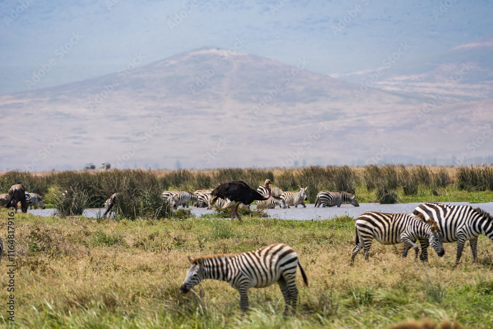 Fototapeta premium タンザニアのンゴロンゴロ保全地域のシマウマ