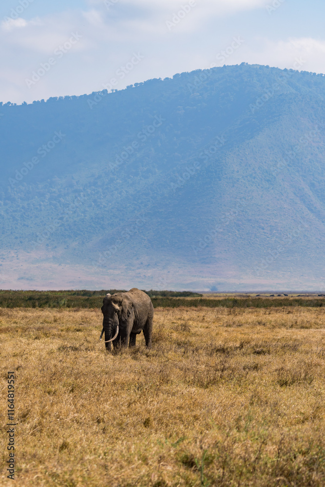 Fototapeta premium タンザニアのンゴロンゴロ保全地域のアフリカゾウ