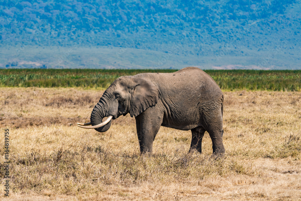 タンザニアのンゴロンゴロ保全地域のアフリカゾウ