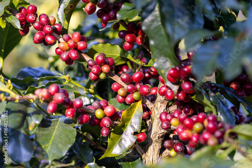 Coffee plant fruit red berry branch in coffee farm with fresh red and green coffee beans harvesting in mountain plantation, coffee beans trees agriculture and drinking beverages inndustry business. photo