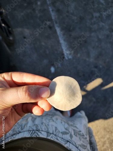 sand dollar hand hold