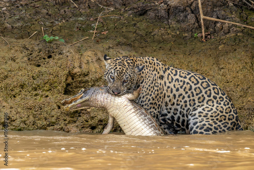 Jaguar walking in the river with slain Caiman photo