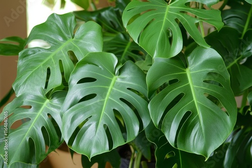 Lush green Monstera deliciosa leaves. photo