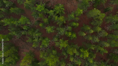 Wallpaper Mural Flying over a common pine forest in New Zealand Birds Eye View Unique Perspective natural light Natural Landscape Torontodigital.ca