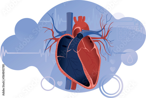 Anatomy of the human heart. Human heart inside. Cardiac veins and venules