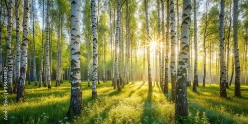 Sunlit Birch Grove at Dawn A Serene Landscape of Nature's Beauty
