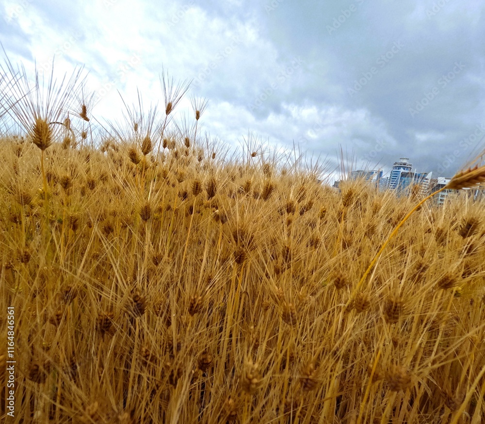 Fototapeta premium DCIM\100GOPRO\GOPR0685.JPG