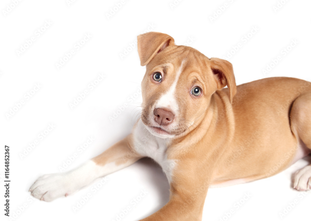 Cute puppy lying and looking up at camera. High angle view. Cute curios puppy dog with relaxed body language. 9 weeks old, female Boxer Pitbull mix breed, fawn or brown. Selective focus. Isolated. Cute puppy lying and looking up at camera. High angle view. Cute curios puppy dog with relaxed body language. 9 weeks old, female Boxer Pitbull mix breed, fawn or brown. Selective focus. Isolated.