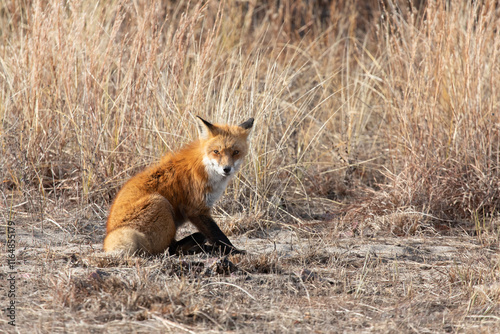 A beautiful Red Fox sits beside the road at the National Park in Sandy Hook, New Jersey during winter. photo