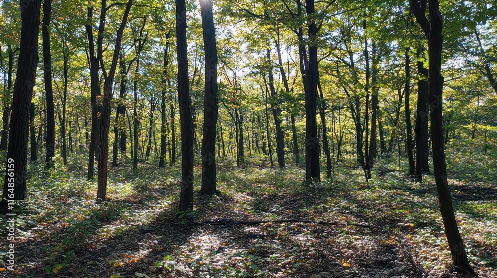 Naklejka premium A serene forest scene with sunlight filtering through the trees