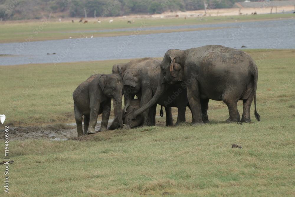 Sri Lankan Elephants in the Wild, Kadulla National Park Sri Lankan Elephants in the Wild, Kadulla National Park
