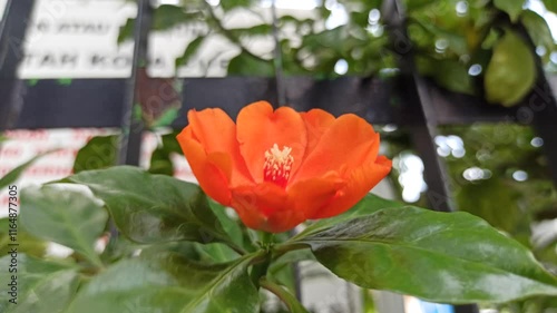 Pereskia bleo in the garden photo