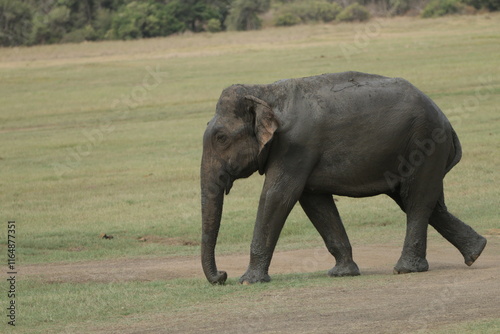 Sri Lankan Elephants in the Wild, Kadulla National Park photo