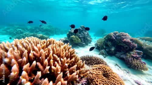 Wallpaper Mural Vibrant coral reefs and colorful marine life under clear blue waters, showcasing the beauty and diversity of ocean ecosystems. Torontodigital.ca