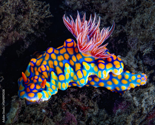 Miamira nudibranch from Nilaveli photo