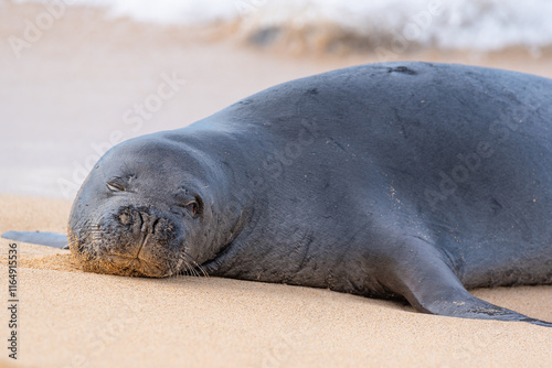 Cute monk seal resting on tropical sand beach near surf of ocean photo