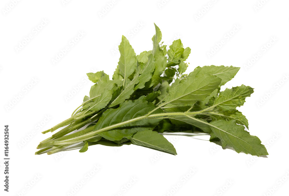 Fresh Green Herbs Arranged Elegantly, Showcasing Their Vibrant Color and Versatility in Culinary Uses in a Clean Setting Fresh Green Herbs Arranged Elegantly, Showcasing Their Vibrant Color and Versatility in Culinary Uses in a Clean Setting