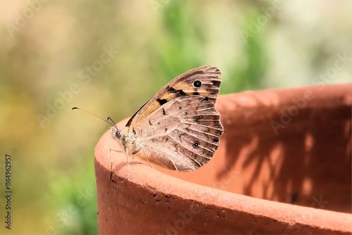 Close-up of Common Brown Butterfly (Heteronympha merope) resting on clay pot , South Australia photo