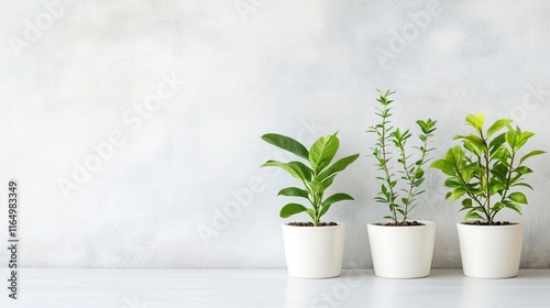 Wallpaper Mural Three potted plants on a minimalist background, emphasizing natural decor. Torontodigital.ca