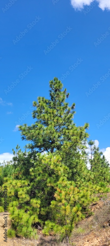 La naturaleza verdea en el desierto en fondo azul La naturaleza verdea en el desierto en fondo azul