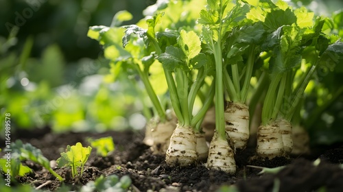 Horseradish plants growing outside